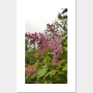 Lilacs in the Rain Posters and Art